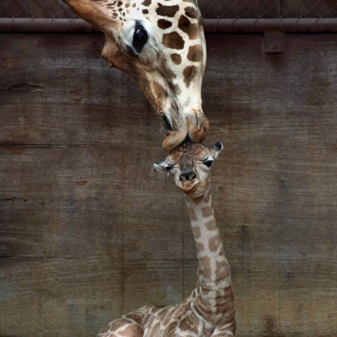 Photo shared by Katia for their Babylist baby registry.