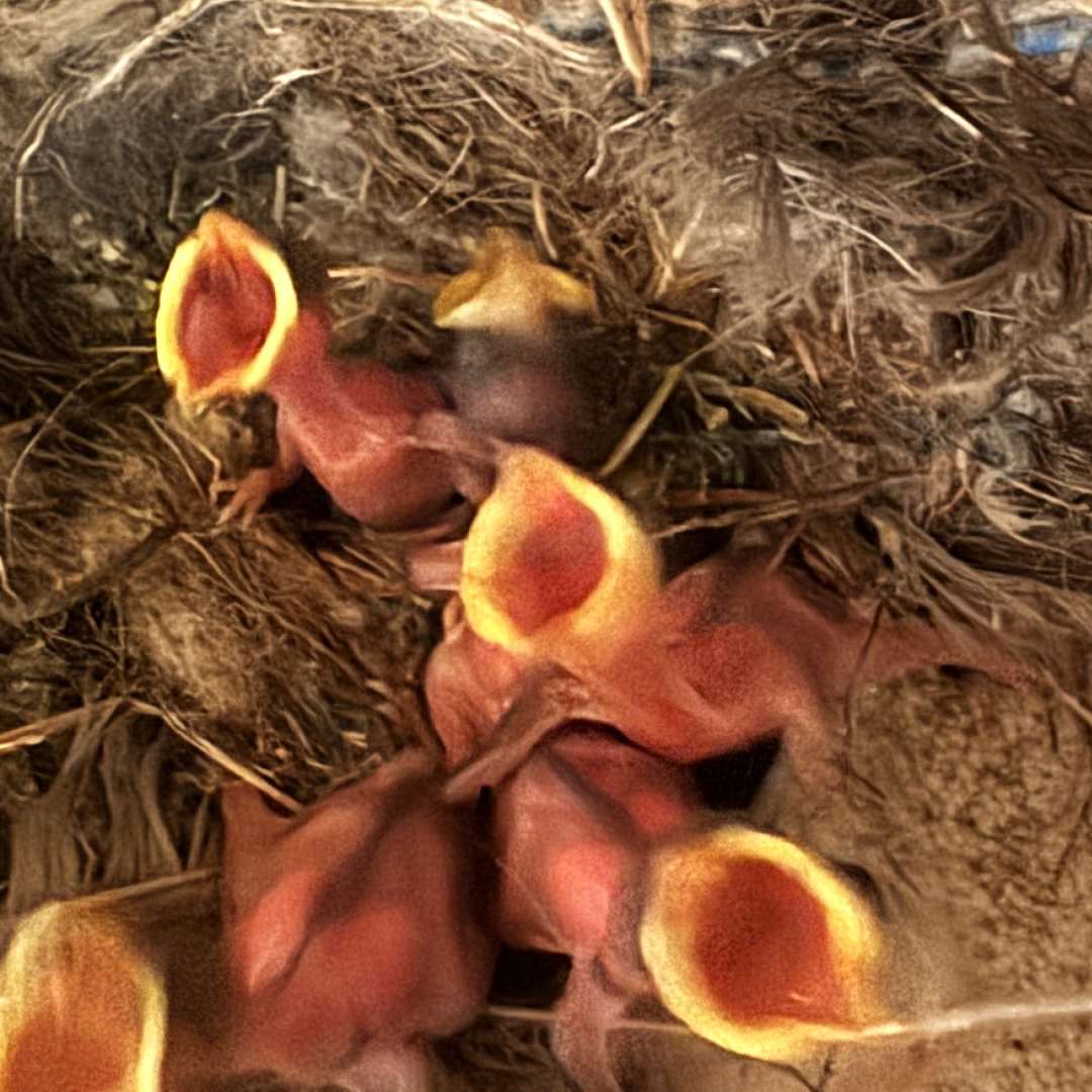 Photo shared by Wildlife for their Babylist baby registry.