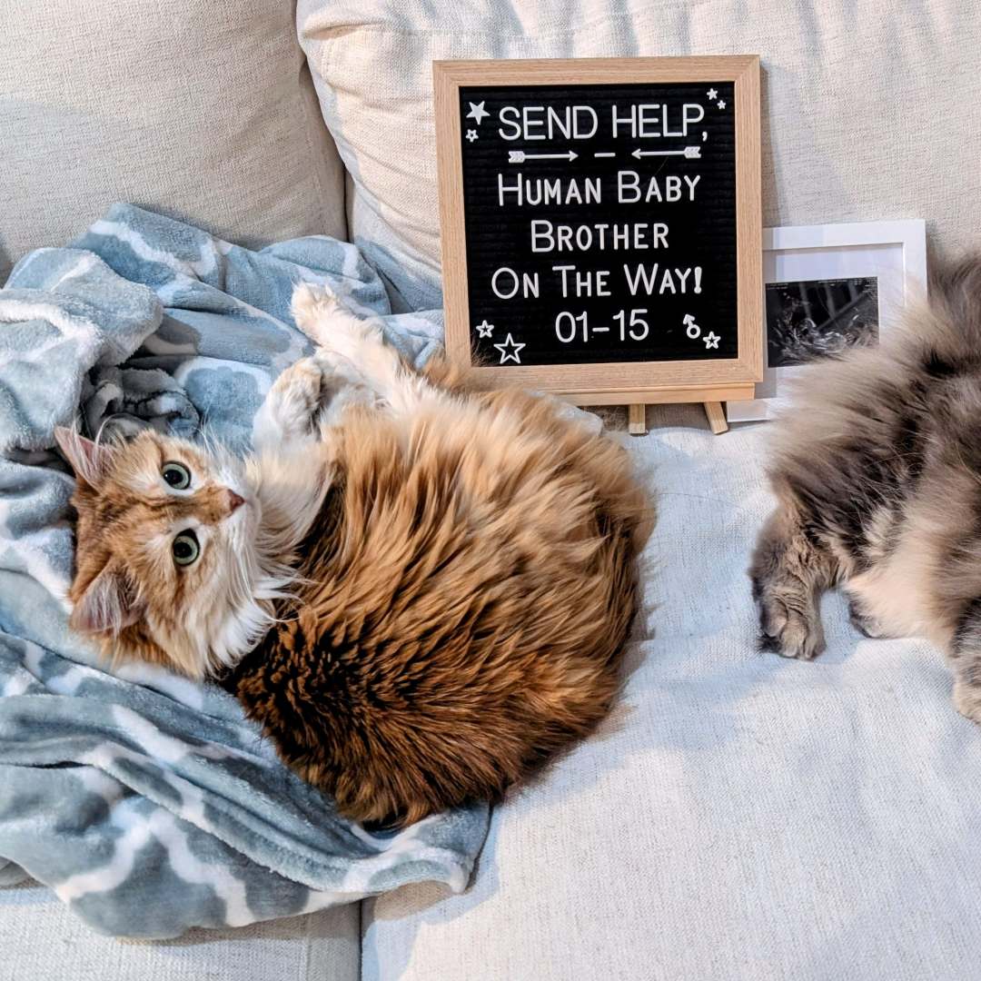 Photo shared by Crystal for their Babylist baby registry.