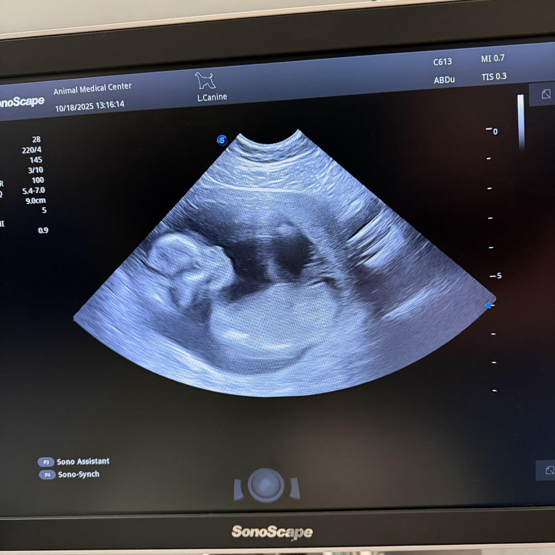 Photo shared by Lauren for their Babylist baby registry.