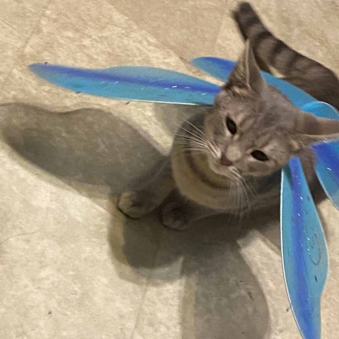 Photo shared by Amber for their Babylist baby registry.