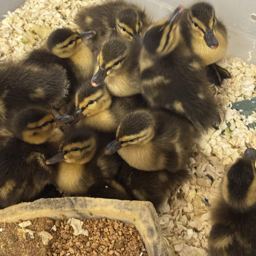 Photo shared by Wildlife for their Babylist baby registry.