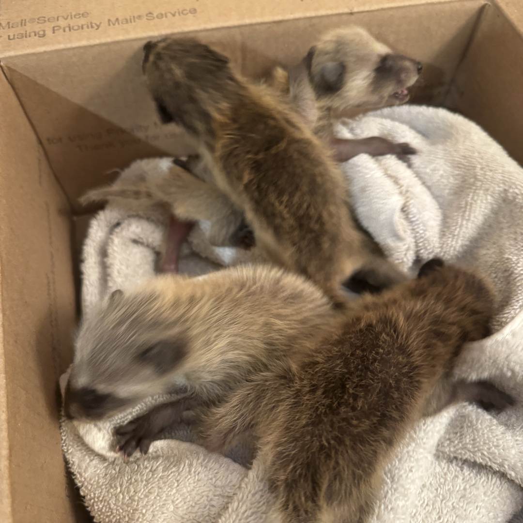 Photo shared by Wildlife for their Babylist baby registry.