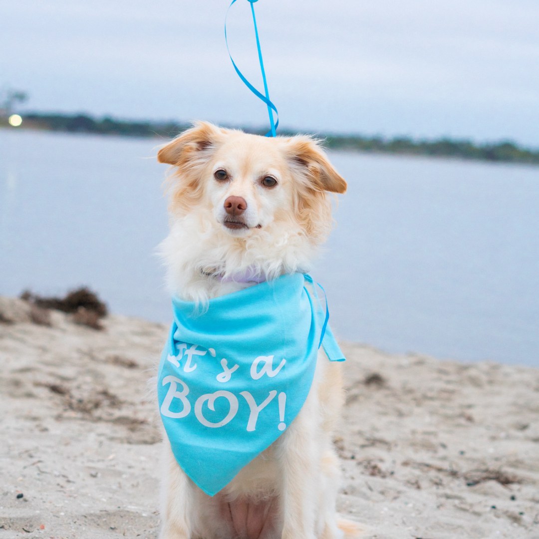 Photo shared by Beatriz for their Babylist baby registry.