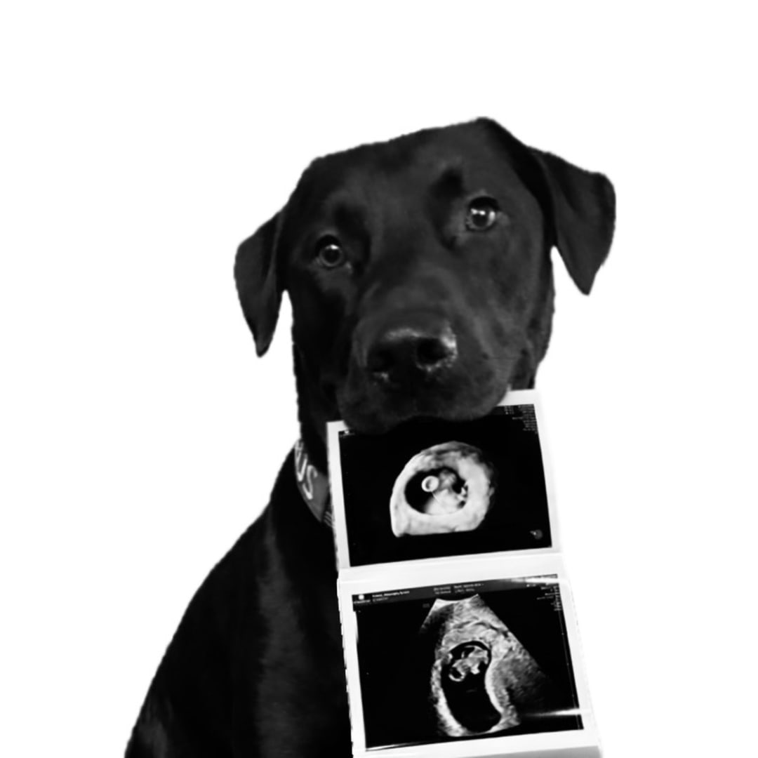 Photo shared by Allie for their Babylist baby registry.