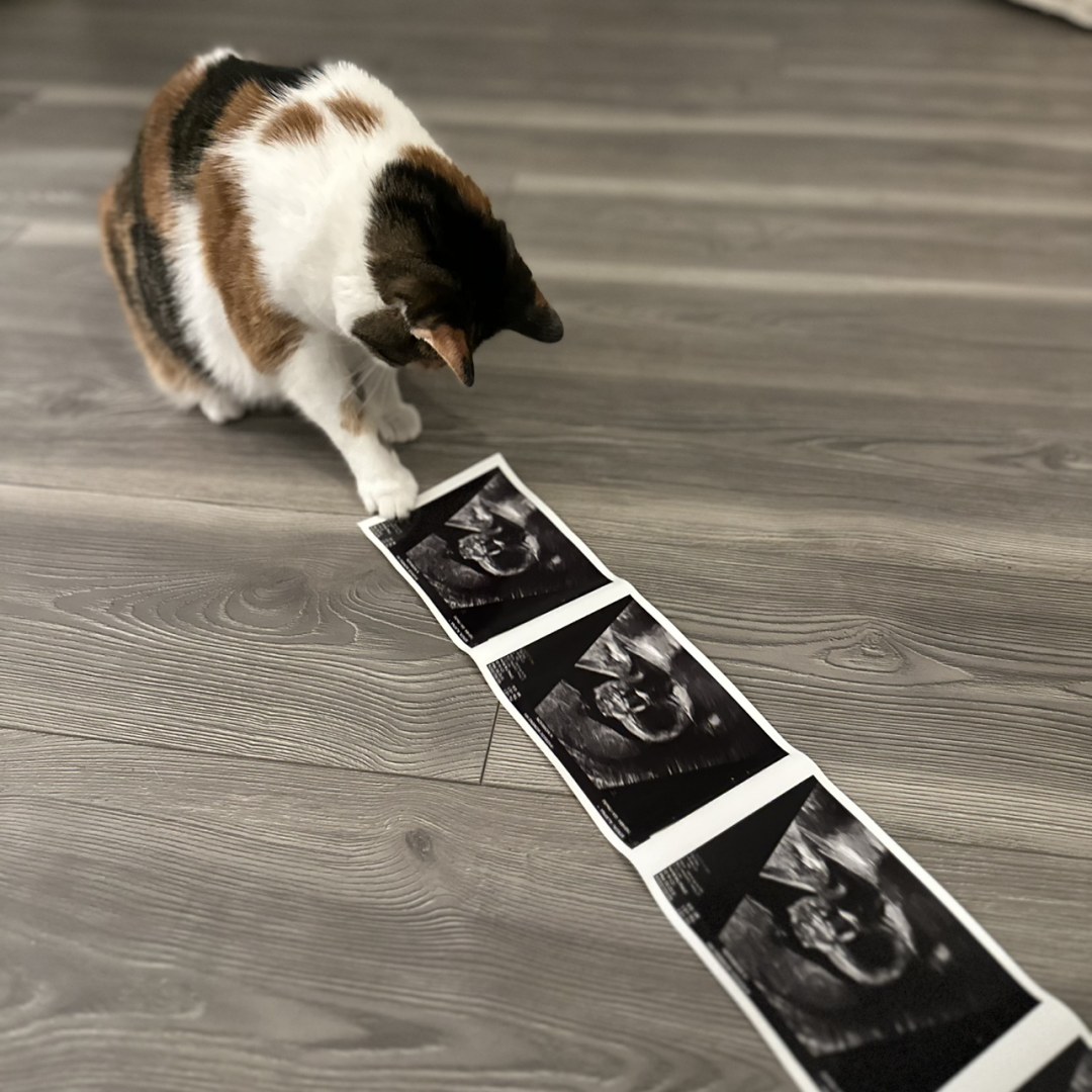 Photo shared by Alayna for their Babylist baby registry.