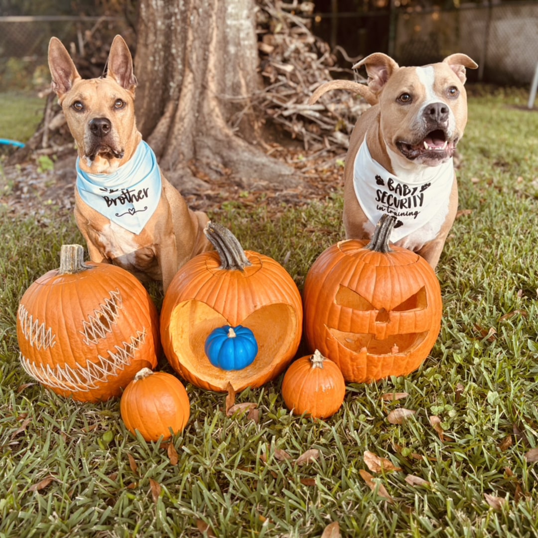 Photo shared by Nohemi for their Babylist baby registry.