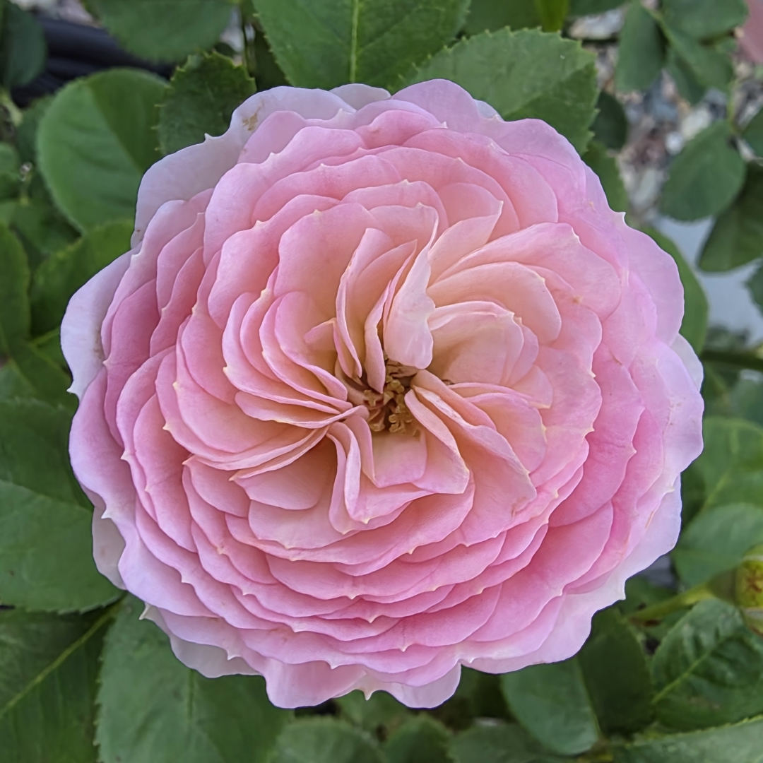 Photo shared by Jessie for their Babylist baby registry.