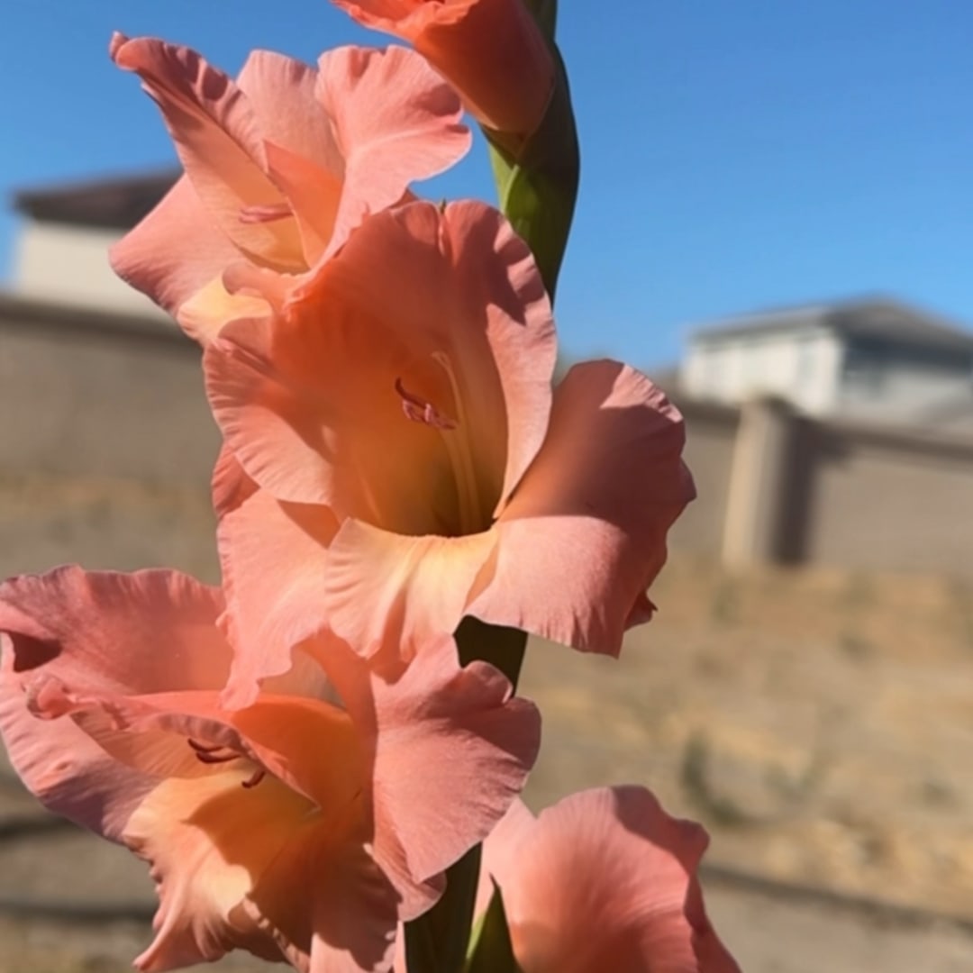 Photo shared by Anupreet for their Babylist baby registry.