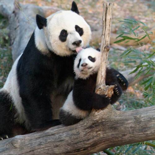 Gift Membership Certificate | Premier Membership | Smithsonian's National Zoo