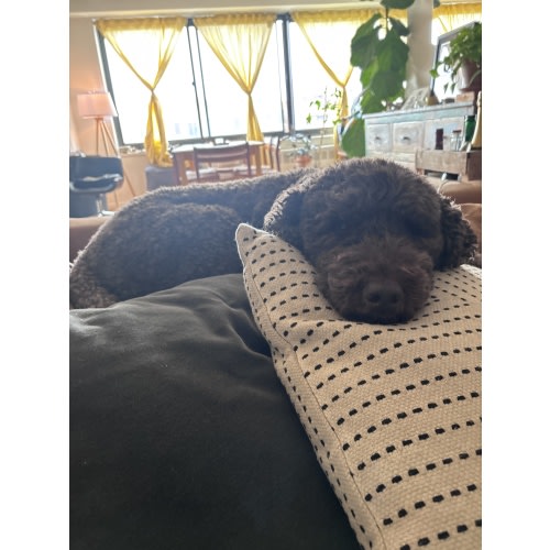 Dog Walker Fund