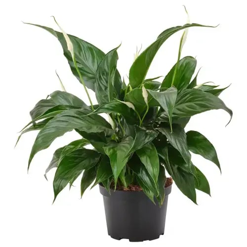 SPATHIPHYLLUM potted plant, Peace lily, 6" - IKEA