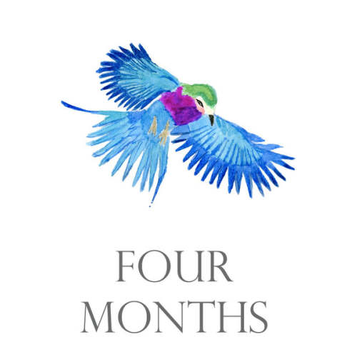 Baby Month Cards | Over The Moon