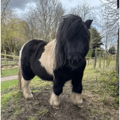 Pony