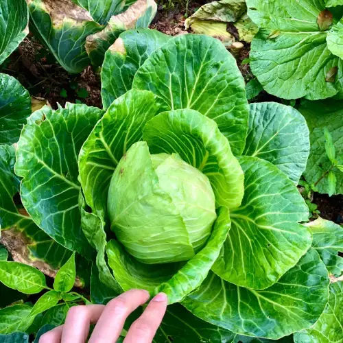 Green Cabbage – Glavocich Produce