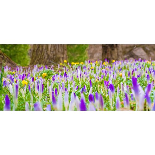Longwood Gardens :: Gardens2 :: Give a Gift of New Membership