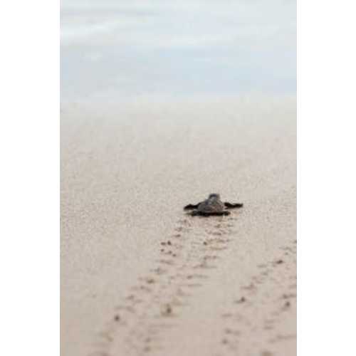 Baby Turtle