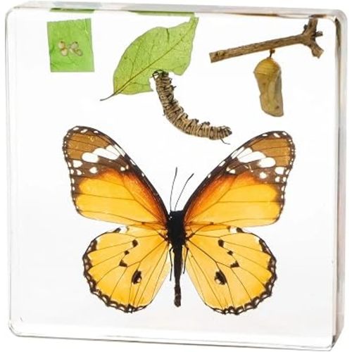 Butterfly Life Cycle Kit, Butterfly Specimen Real Insect Taxidermy Resin Encased Larvae, Perfect for Life Cycle of a Butterfly Science Education Biology Decor Lab Supply Display
