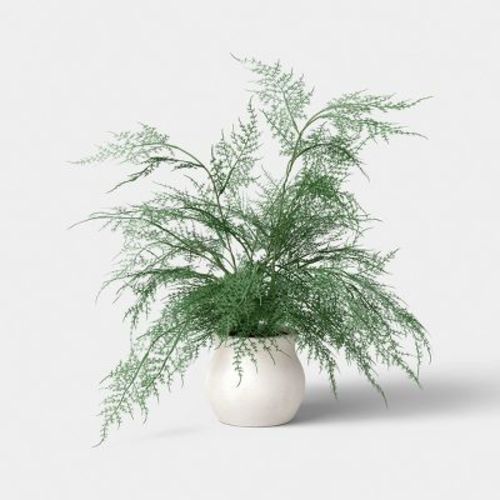 Asparagus Fern - Threshold™