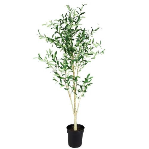 Olive Tree In Black Pot
