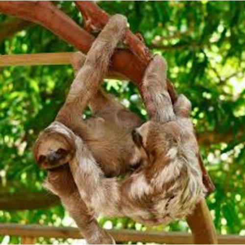 Roatan Sloth & Monkey Sanctuary Tour