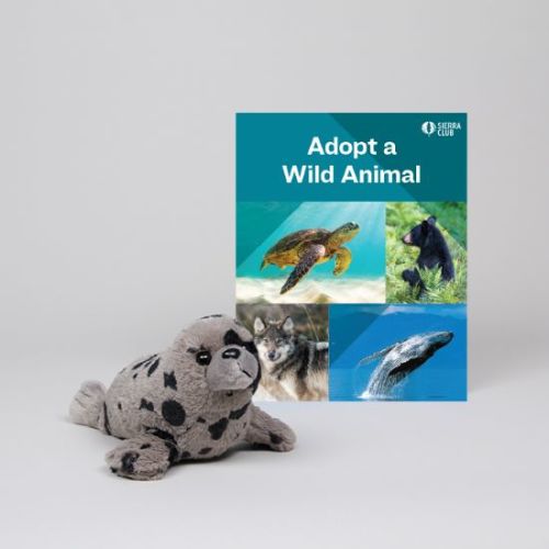 Adopt a Wild Animal Harbor Seal