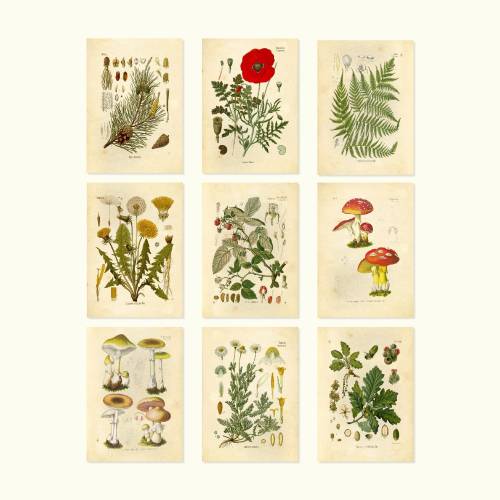 Giclee Botanical Prints Woodland Plants Mushroom Wildflower Fern Set 0f 9 5x7 or 8x10