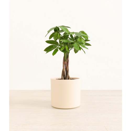 Money Tree