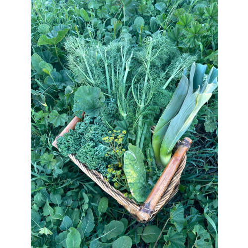 Organic Oren Gift Card