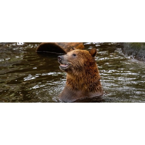 Northwest Trek Wildlife Park Gift Card/Admission