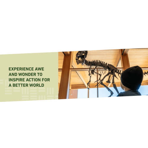 Visit the Edelman Fossil Park & Museum | New Jersey Dinosaur Museum