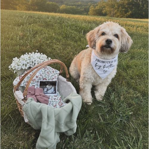 Momcozy Portable Water & Milk Warmer | Babylist Shop