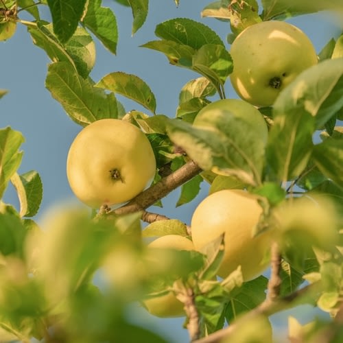 Buy Golden Delicious Apple Trees Online at Ty Ty Plant Nursery LLC