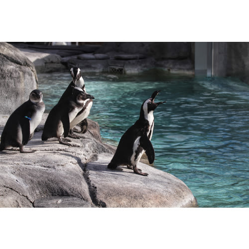 Membership - Denver Zoo Conservation Alliance