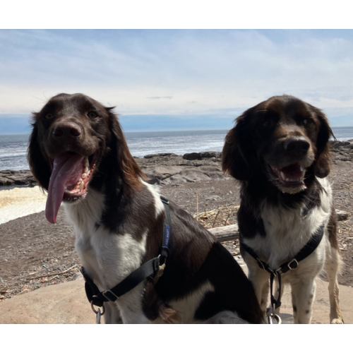 Dog walk OR a dog play date with your dog!