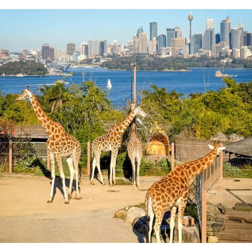 Zoo Friends Annual Membership | Taronga Conservation Society Australia