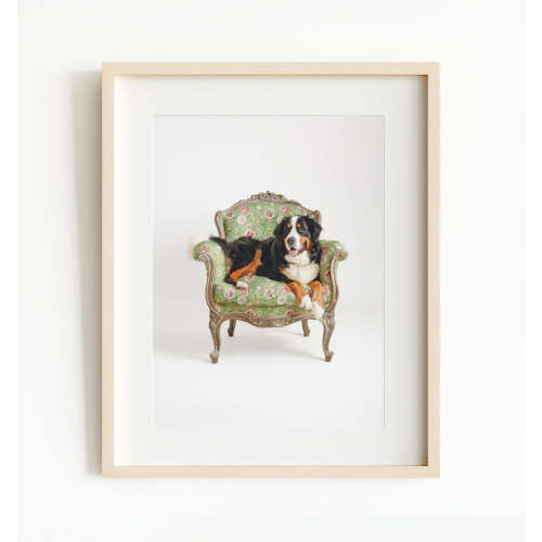 Bernese Mountain Dog on Chair (8x10)