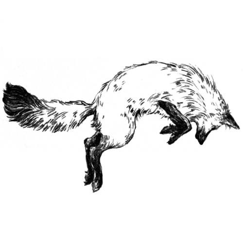 Fox in the Snow Cafe Giftcard for Coffee!