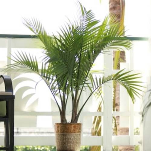 Lowe's Majesty Palm House plant in 1.94 Gallon(s) Pot 1 -Pack in the House Plants department at Lowes.com