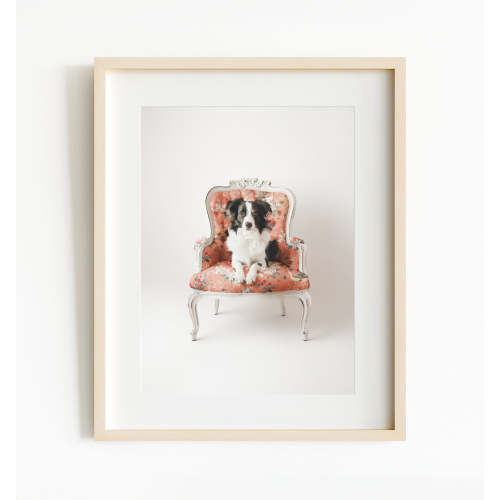 Border Collie Dog on Chair (8x10)