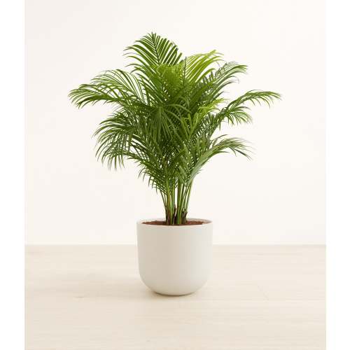 Areca Palm
