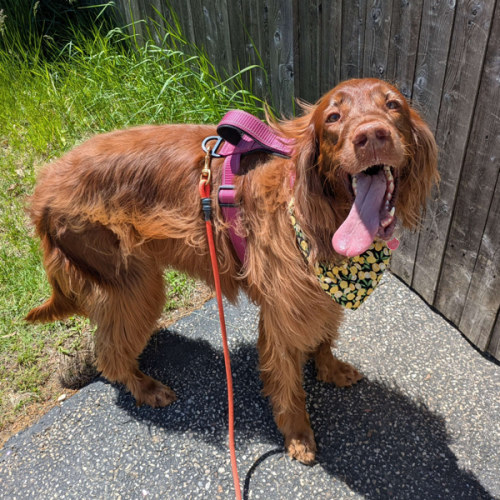 Walk with Huckleberry