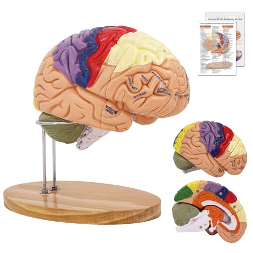 Brain Model 2X Life‑Size, Brain Anatomy Model for Neuroscience, 4‑Part Detachable 3D Brain Model with Laser‑Engraved Labels and Stand for Psychology Neuroscience Learning
