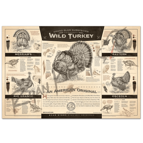 "The Grand Slam Subspecies of the North American Wild Turkey" Paper Art Print