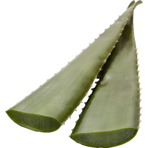 Aloe Vera Leaf