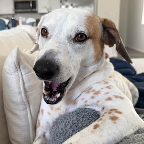 Dog Walker Fund