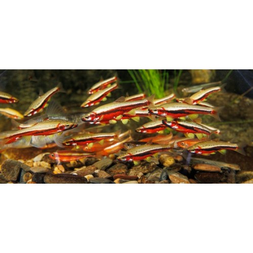 Tennessee Aquarium Membership — Dual