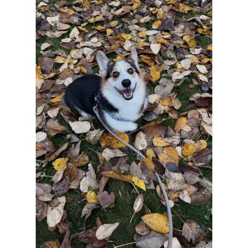 Toni Walkies & Playtime