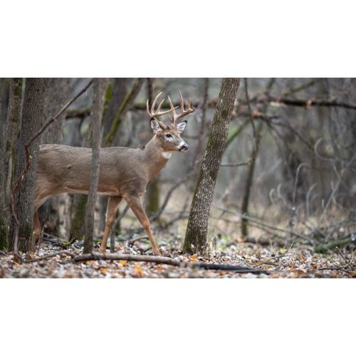 Lifetime Hunting License