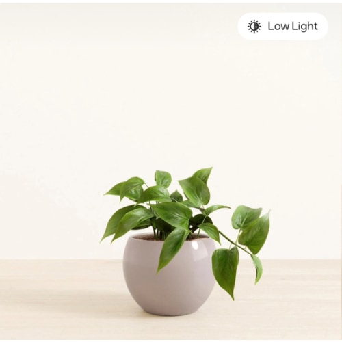 Jade Pothos